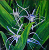 Spiderlilies